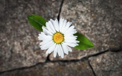 How Paramahansa Yogananda’s Teachings on Failure Can Lead to Success