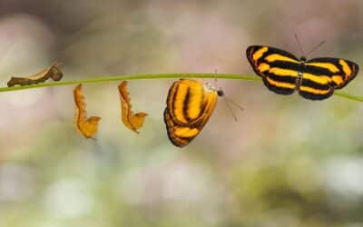 Embracing Change and Renewal: Buddhist and Ancient Wisdom for Personal Growth