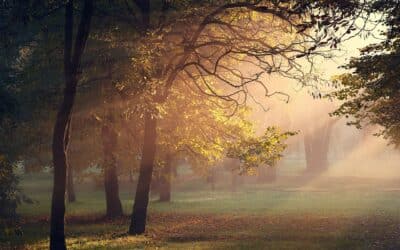 The Soil of the Heart: Rumi’s Message of Interconnectedness